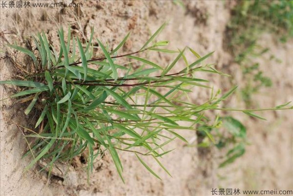 柴胡種子發(fā)芽出苗開(kāi)花圖片