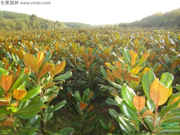 廣玉蘭種子發芽出苗圖片