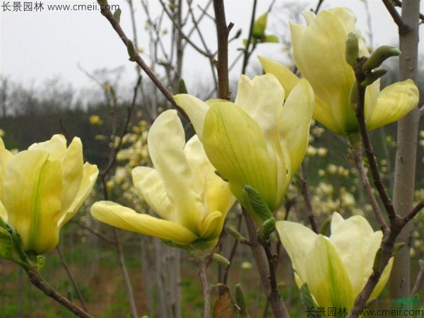 黃玉蘭種子發(fā)芽出苗圖片