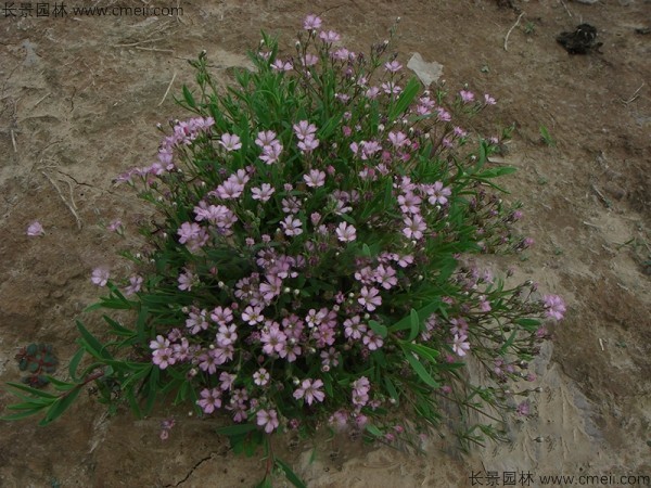 滿天星植物開花圖片