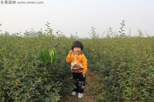 木瓜樹(shù)種子發(fā)芽出苗圖片