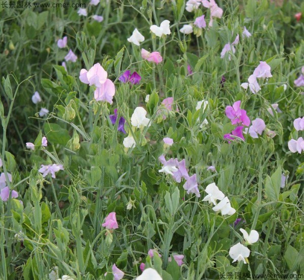 豌豆發(fā)芽出苗開花圖片