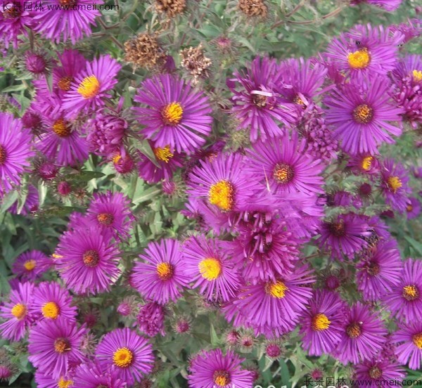 野菊花開(kāi)花圖片