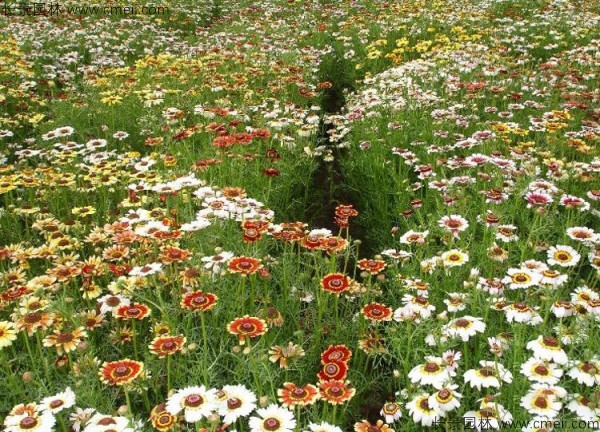 野菊花開(kāi)花圖片