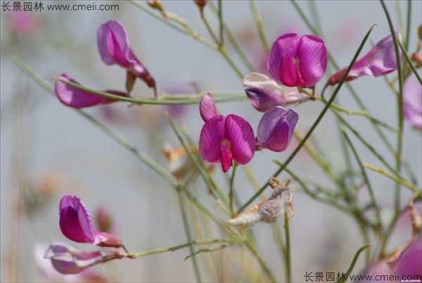 花棒開花圖片