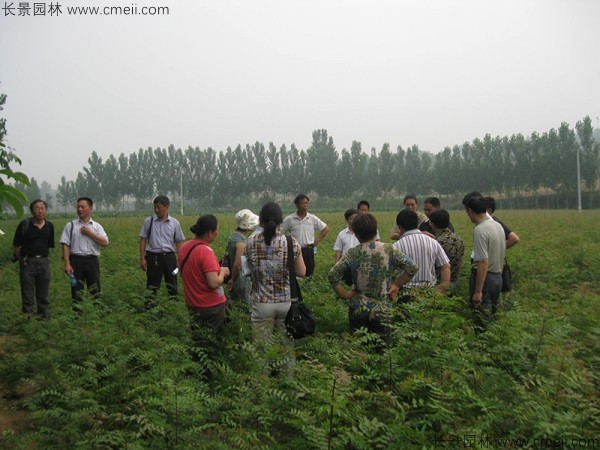 黃連木種子發芽出苗圖片