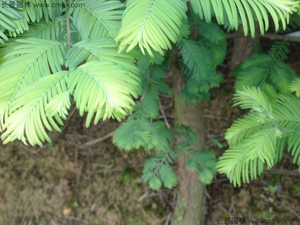 水杉種子發(fā)芽出苗圖片