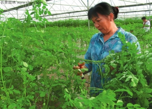 印度辣木種子發(fā)芽出苗圖片