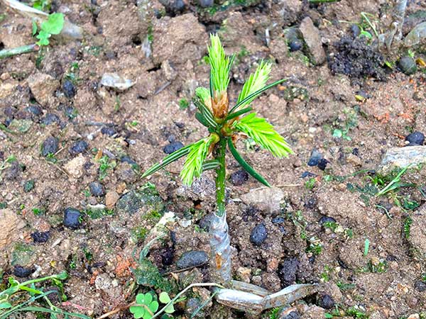 香榧種子發芽出苗圖片