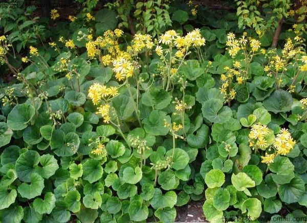 大吳風草種子發芽出苗開花圖片