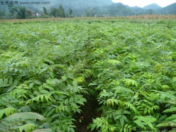 黃柏種子發(fā)芽出苗圖片