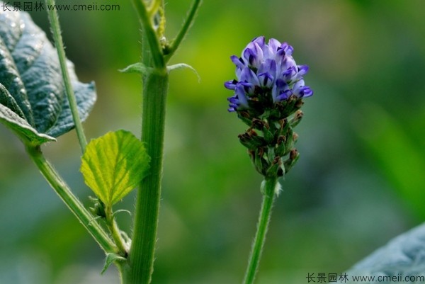 補骨脂種子發(fā)芽出苗開花圖片