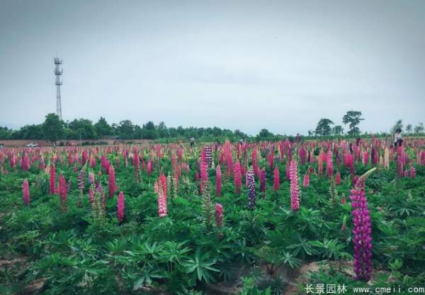 魯冰花種子發(fā)芽出苗開花圖片