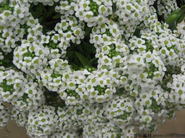 香雪球種子發(fā)芽出苗開(kāi)花圖片