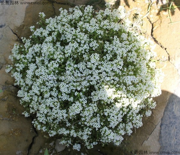 香雪球種子發(fā)芽出苗開(kāi)花圖片