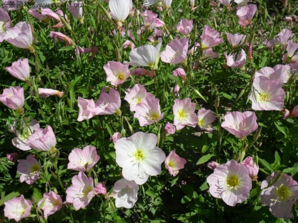 美麗月見(jiàn)草種子發(fā)芽出苗開(kāi)花圖片