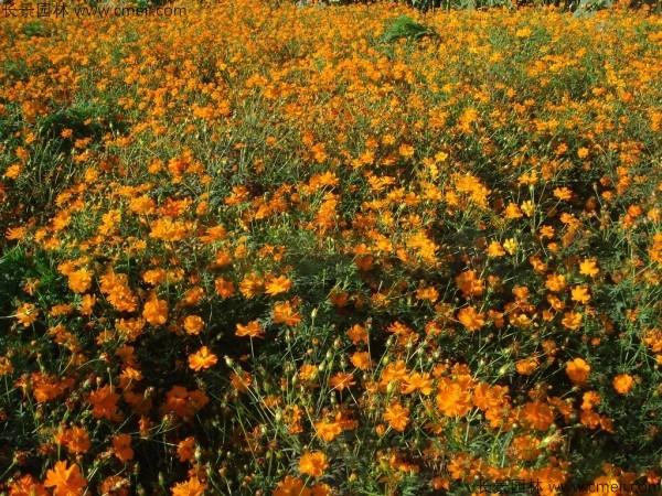 硫化菊種子發(fā)芽出苗開花圖片