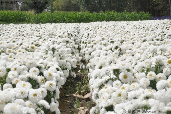 翠菊種子發(fā)芽出苗開(kāi)花圖片