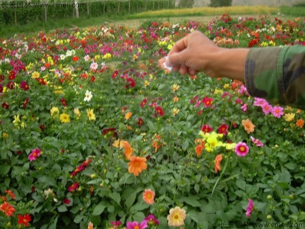 大麗花種子發(fā)芽出苗開花圖片