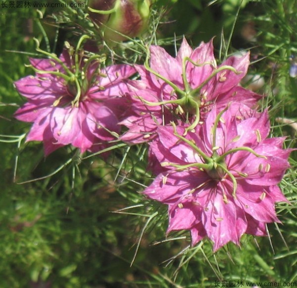 黑種草種子發(fā)芽出苗開花圖片