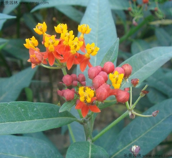 馬利筋種子發(fā)芽出苗開花圖片