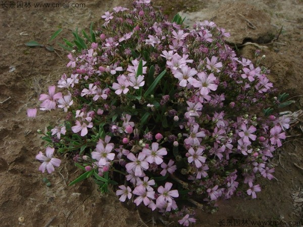 霞草種子發(fā)芽出苗開花圖片