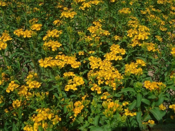 七里黃種子發(fā)芽出苗開(kāi)花圖片