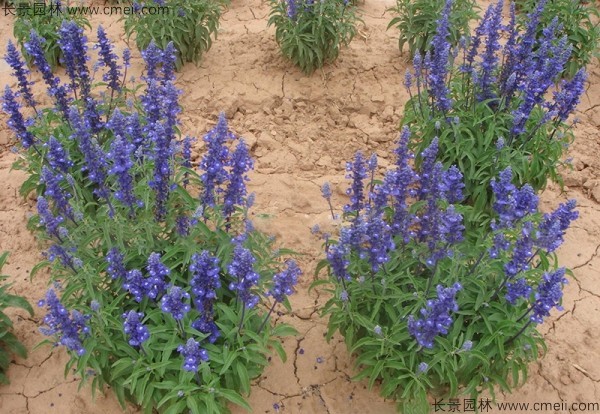 藍(lán)花鼠尾草種子發(fā)芽出苗開(kāi)花圖片