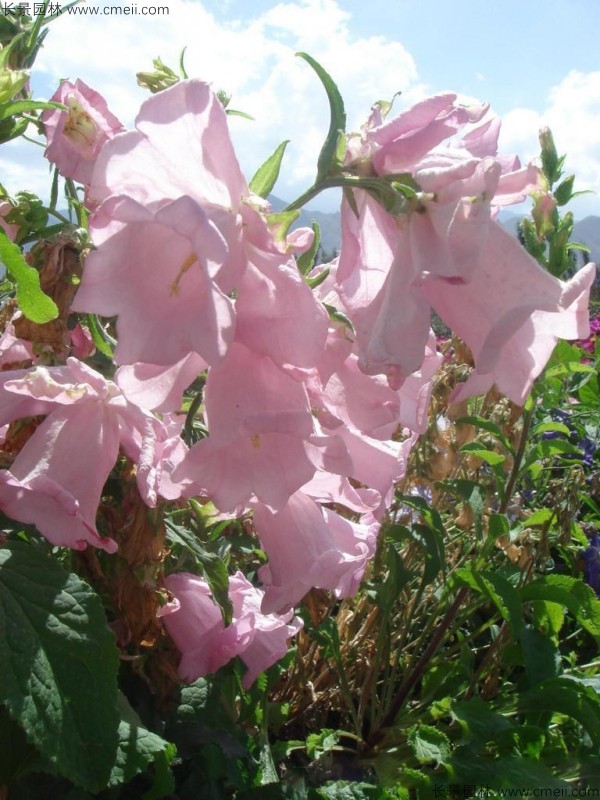 風鈴花種子發(fā)芽出苗開花圖片