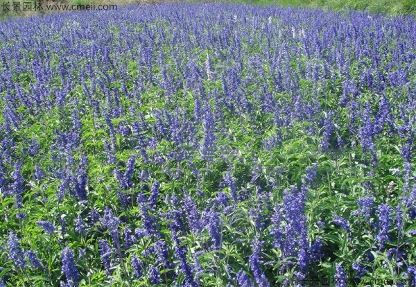 芳香鼠尾草種子發(fā)芽出苗開花圖片