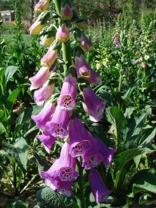 毛地黃種子發(fā)芽出苗開花圖片