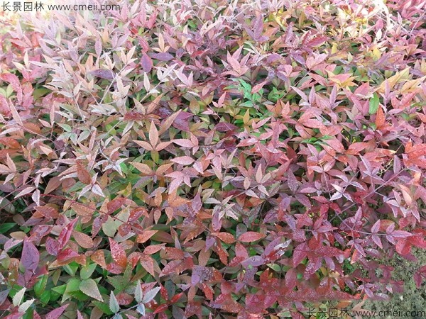 紅天竹種子發芽出苗圖片