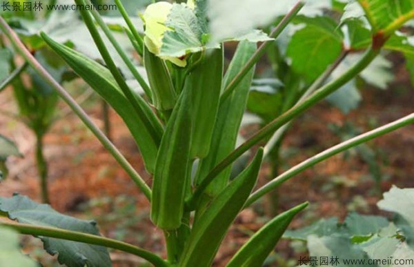 補腎草種子發(fā)芽出苗圖片