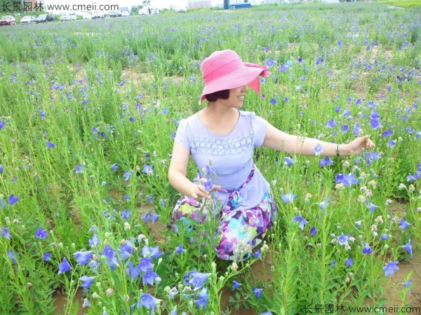 鈴鐺花種子發(fā)芽出苗開花圖片