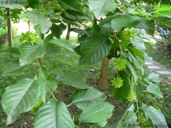 喜樹(shù)種子發(fā)芽出苗圖片