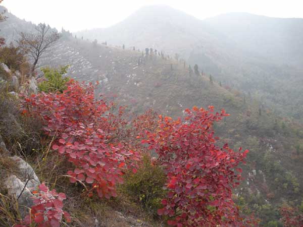 紅櫨種子發芽出苗圖片