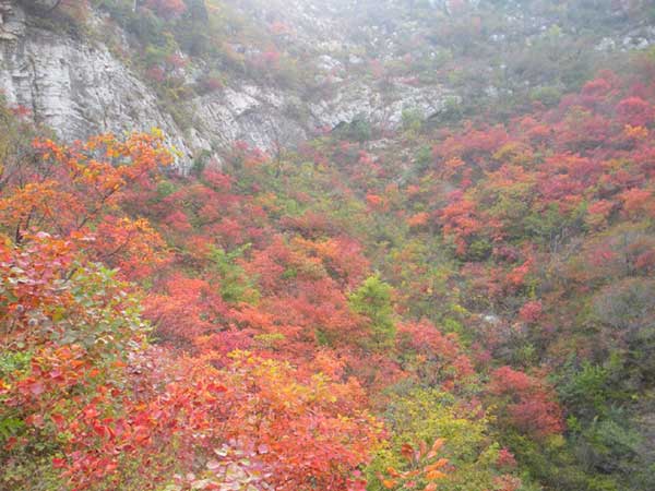 紅櫨種子發芽出苗圖片