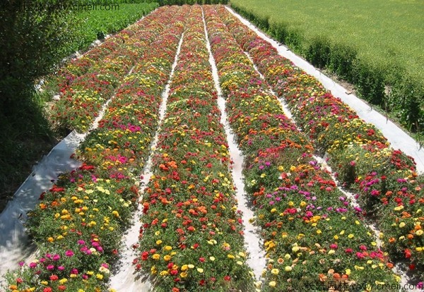 松葉牡丹種子發(fā)芽出苗開花圖片