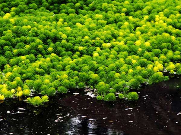 金魚藻種子發(fā)芽出苗圖片