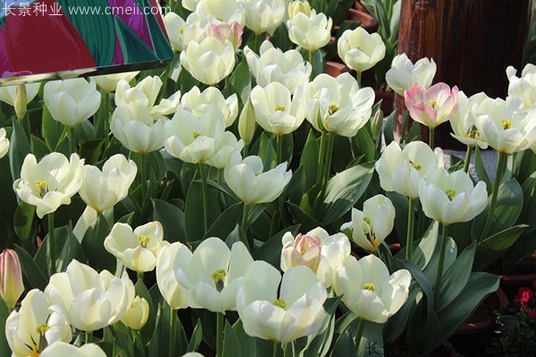 郁金香開(kāi)花圖片