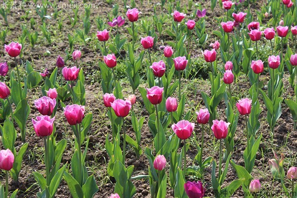 郁金香開(kāi)花圖片