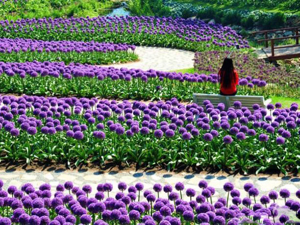 大花蔥開(kāi)花花海景觀