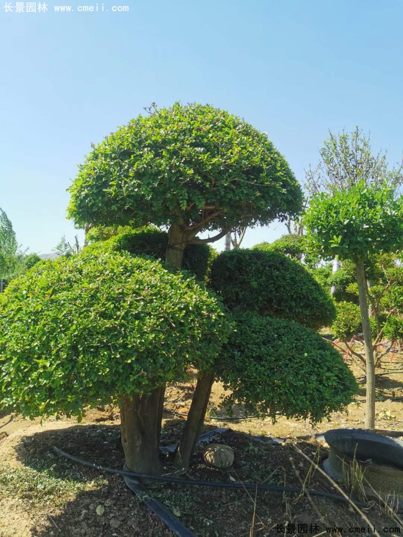 對節(jié)白蠟造型盆景地景