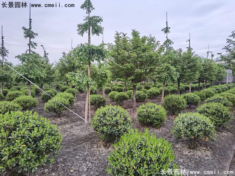 海桐球苗圃批發(fā)種植基地長景園林