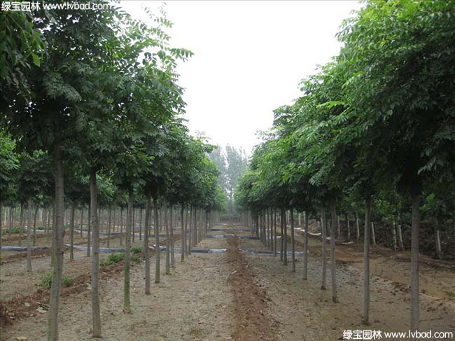 江蘇沭陽(yáng)黃山欒樹種植基地