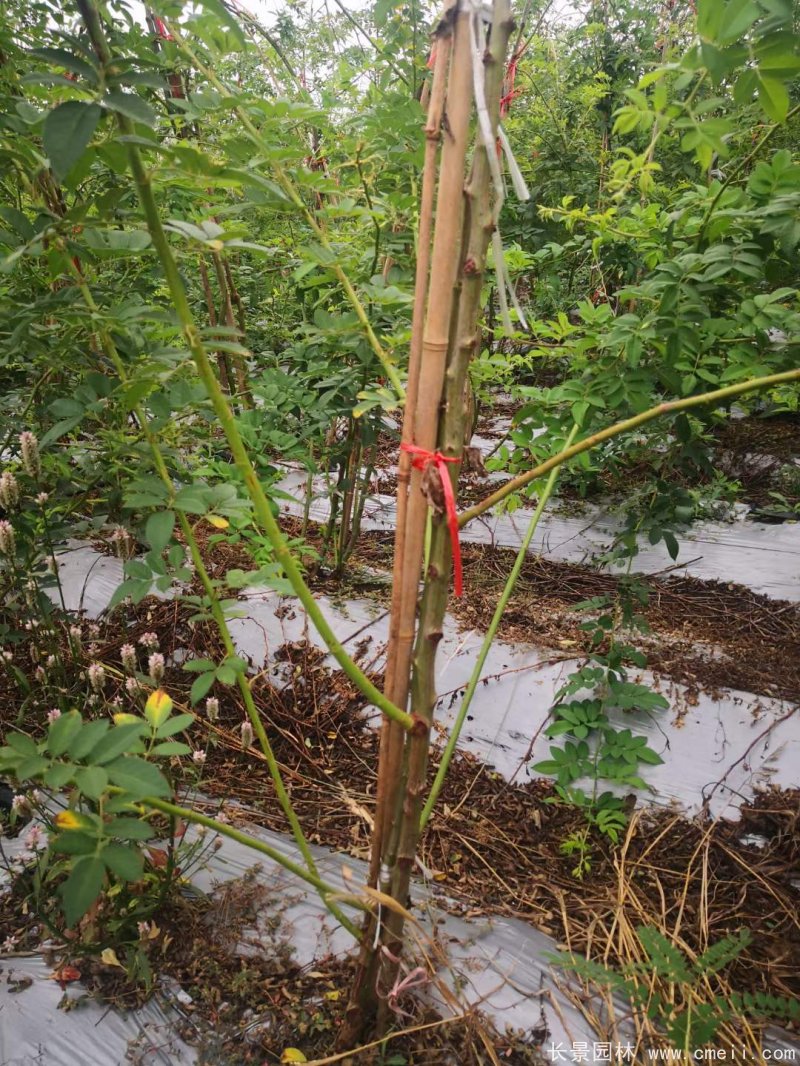 白色無刺日本薔薇苗