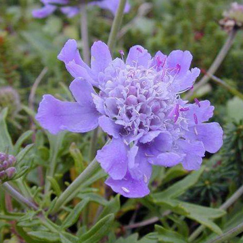 輪峰菊的形態(tài)特征、生長習性及種植方法