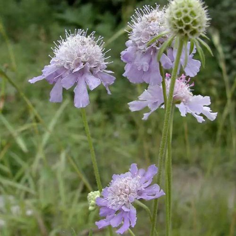 輪峰菊的形態(tài)特征、生長習性及種植方法