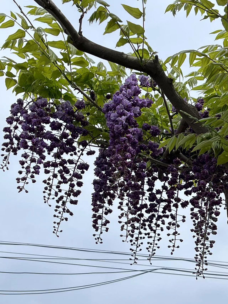 八重黑龍重瓣紫藤花紫藤樹